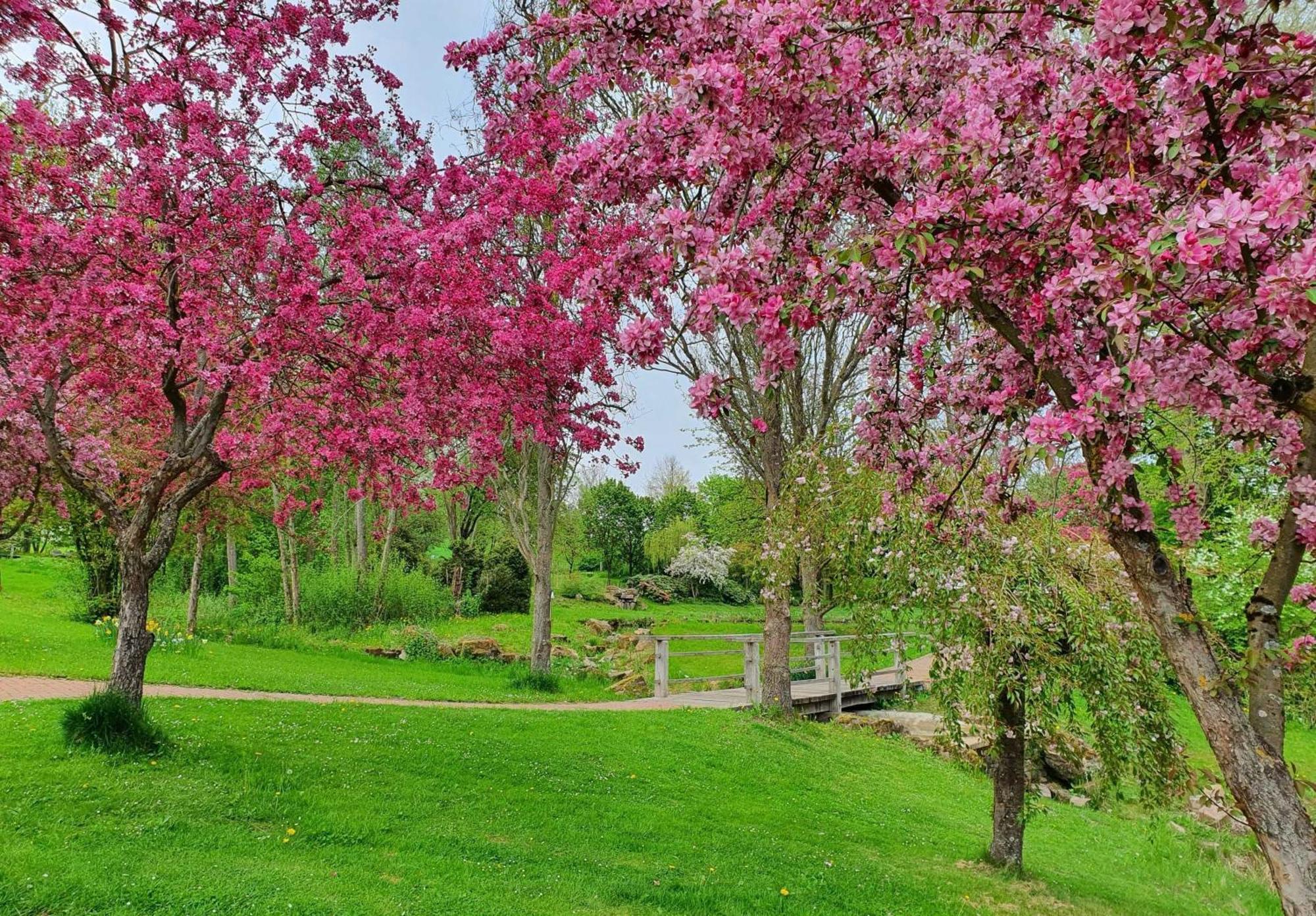 Kleinod Am Kurpark Daire Bad Zwesten Dış mekan fotoğraf
